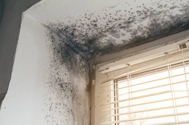 Affordable Mold Remediation solutions in Hopkinton, MA